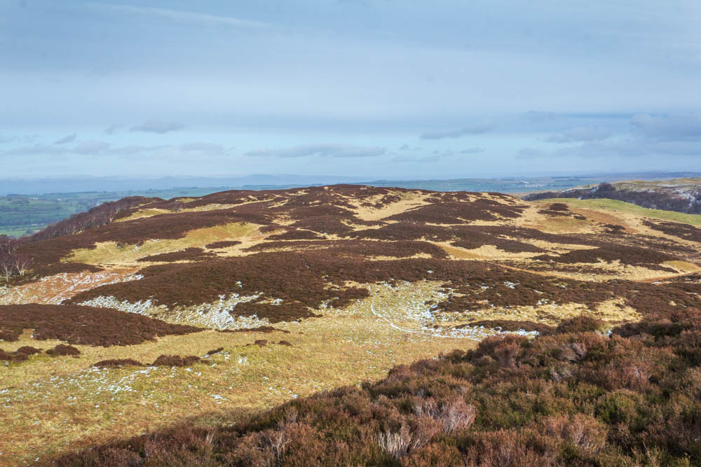 Naddle Low Forest